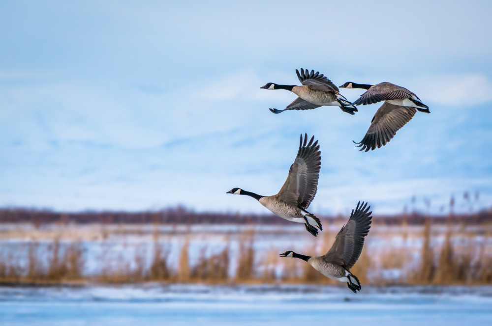Discover avian wonders: essential knowledge about birds in Canada.