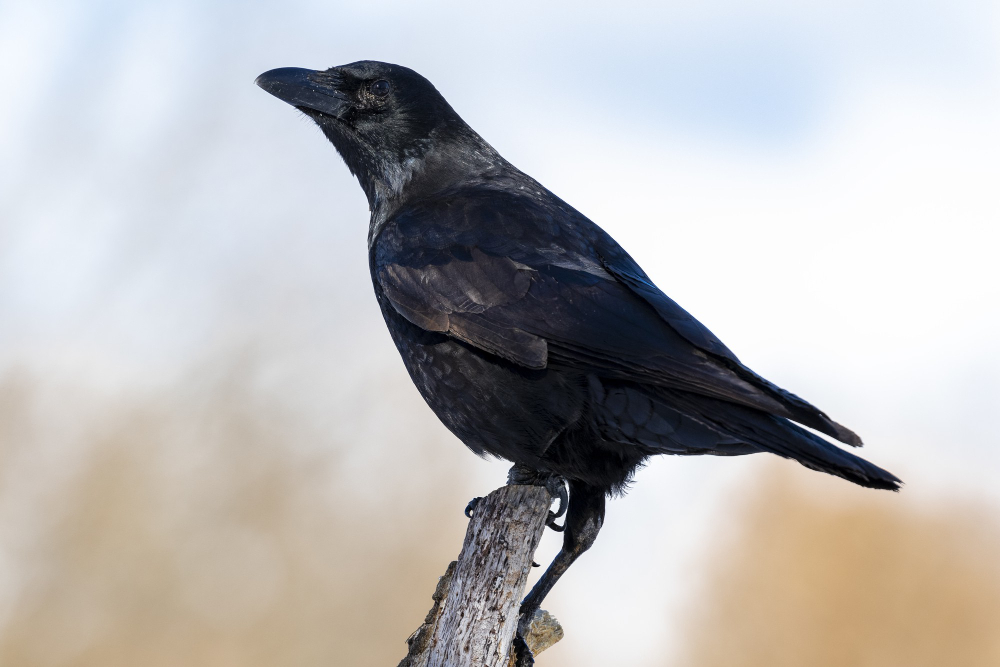 Monitoring avian health: the state of Canada's birds assessed.