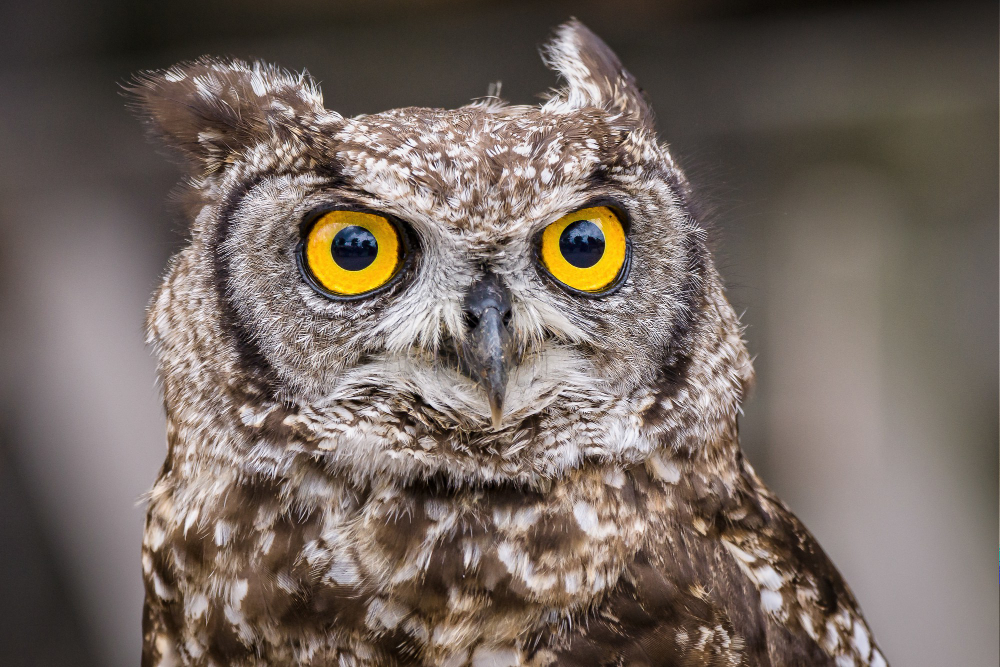 Tracking migratory patterns: population status of Canada's birds analyzed.