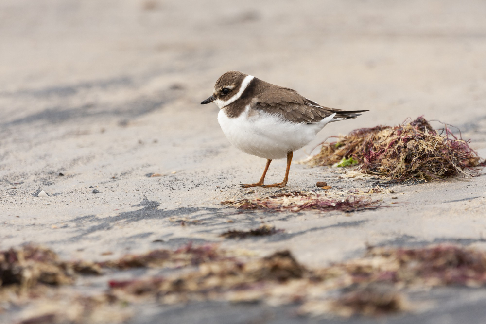 Nurturing Piping Plovers: dedicated efforts in rearing and conservation.
