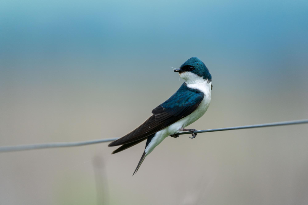 Unraveling aerial mysteries: maritime swallow research takes flight.
