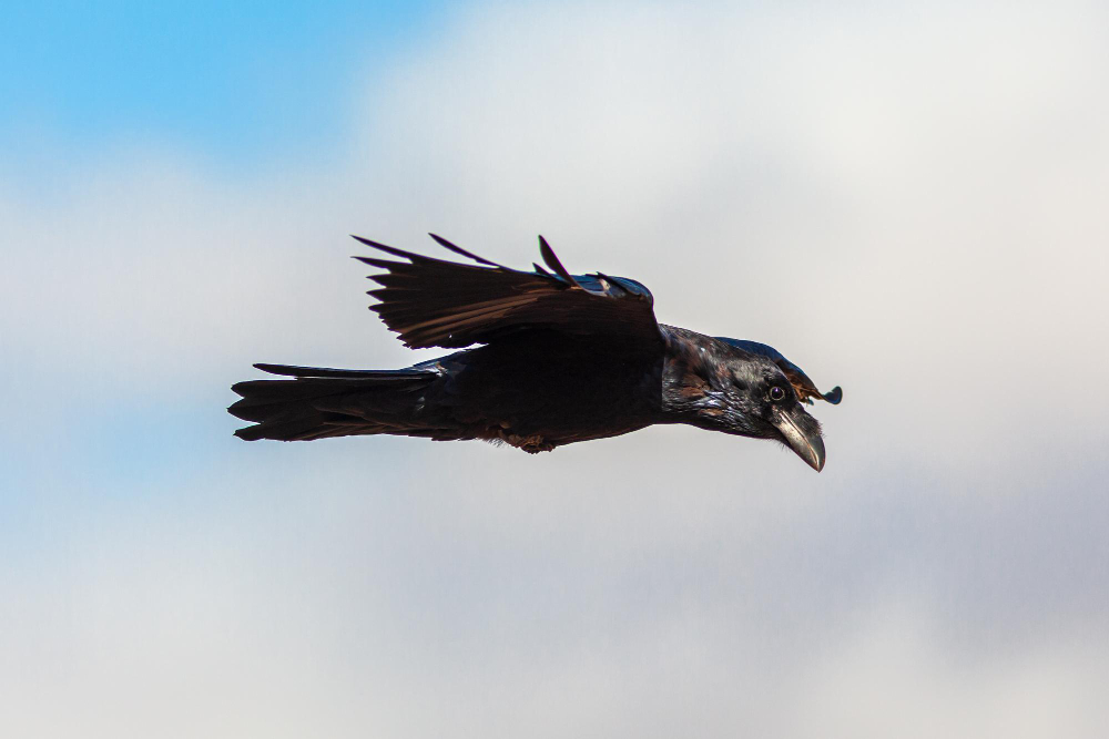 Superstitions abound: birds associated with bad luck explored.