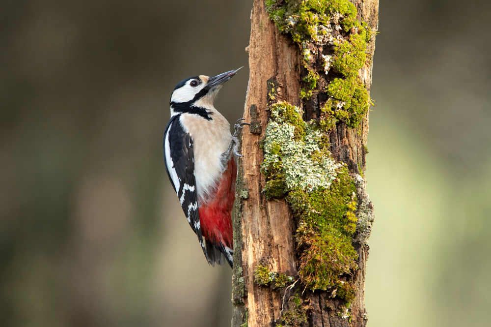 Feathers of fortune: birds believed to bring good luck.