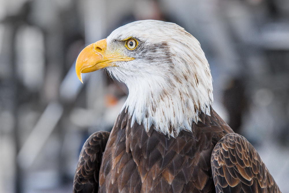 Majestic sightings: the iconic Bald Eagle among Canada's summer birds.

