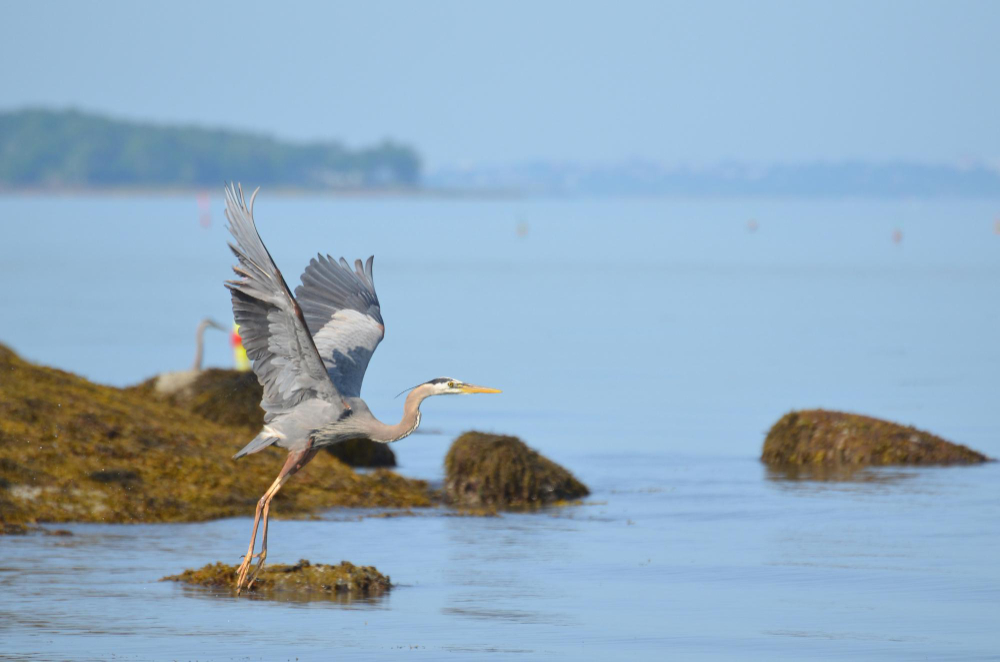 Avian delights: birds to spot in Canada this summer include the majestic Great Blue Heron.
