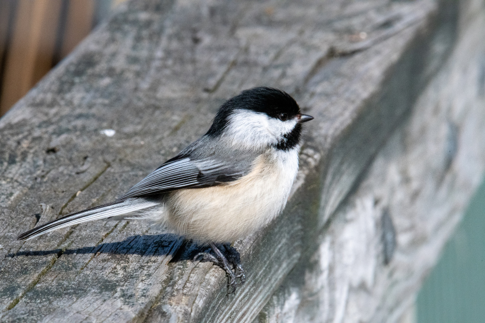 Celebrating diversity: official birds of Canada's provinces showcased proudly.