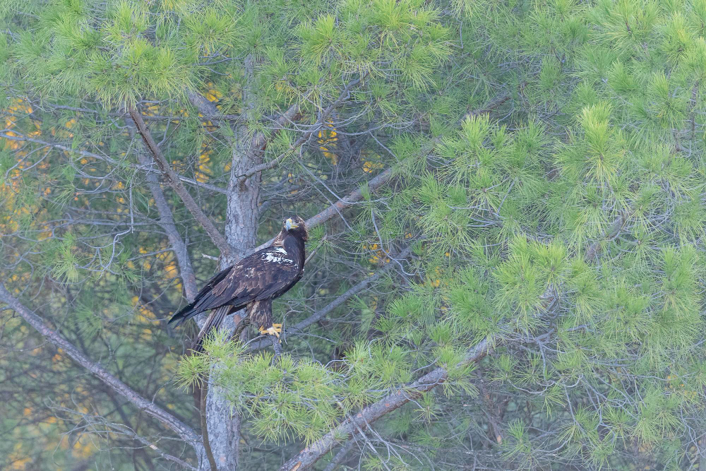 Avian ambassadors: the official birds of Canada proudly represented.