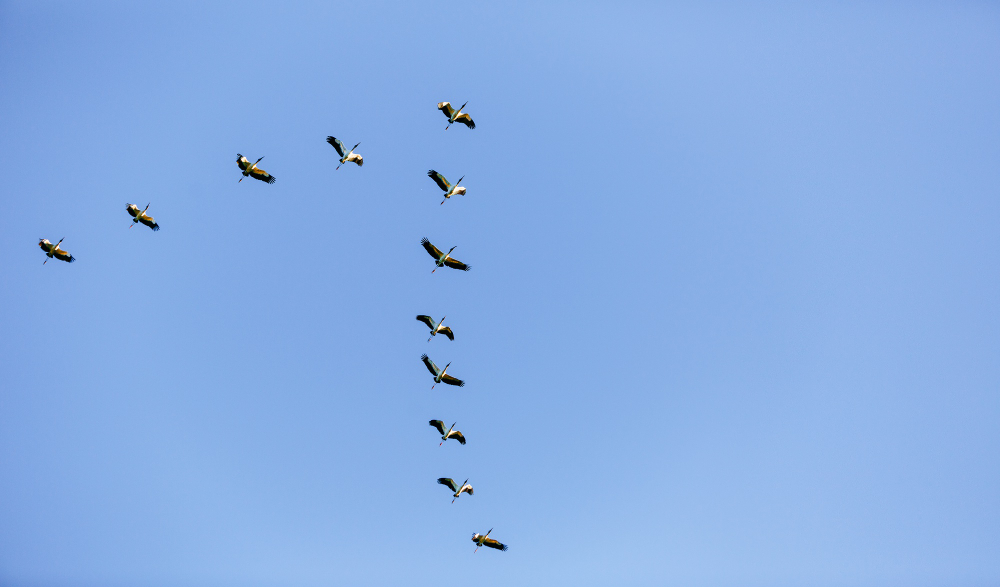 Monitoring bird populations: Canada's migratory birds under scrutiny.