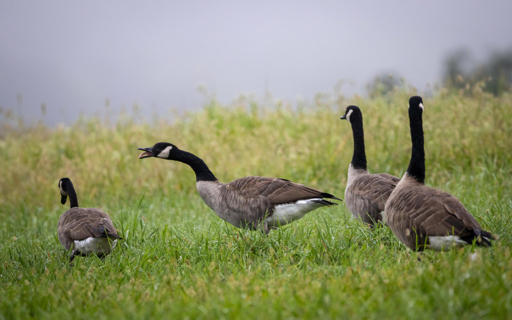 Tackling geese issues: addressing bird pests in Canada's skies.