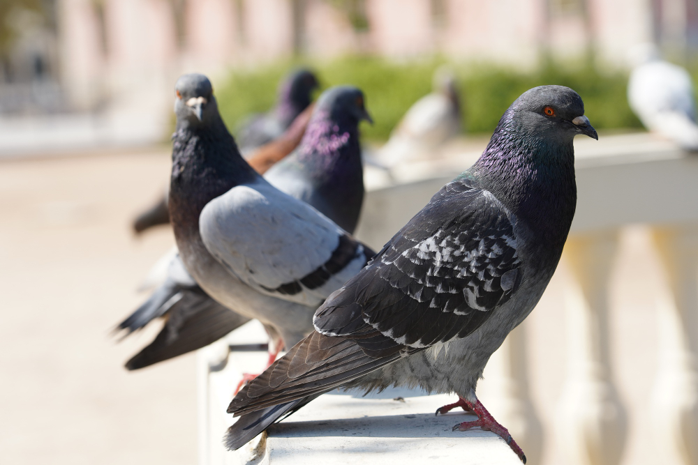 Managing pigeon nuisances: addressing bird pests in Canada.