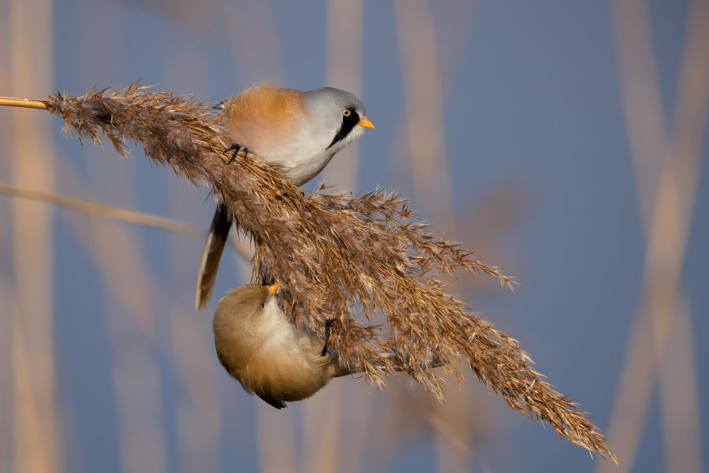 Thriving in open spaces: the enchanting world of grassland birds.